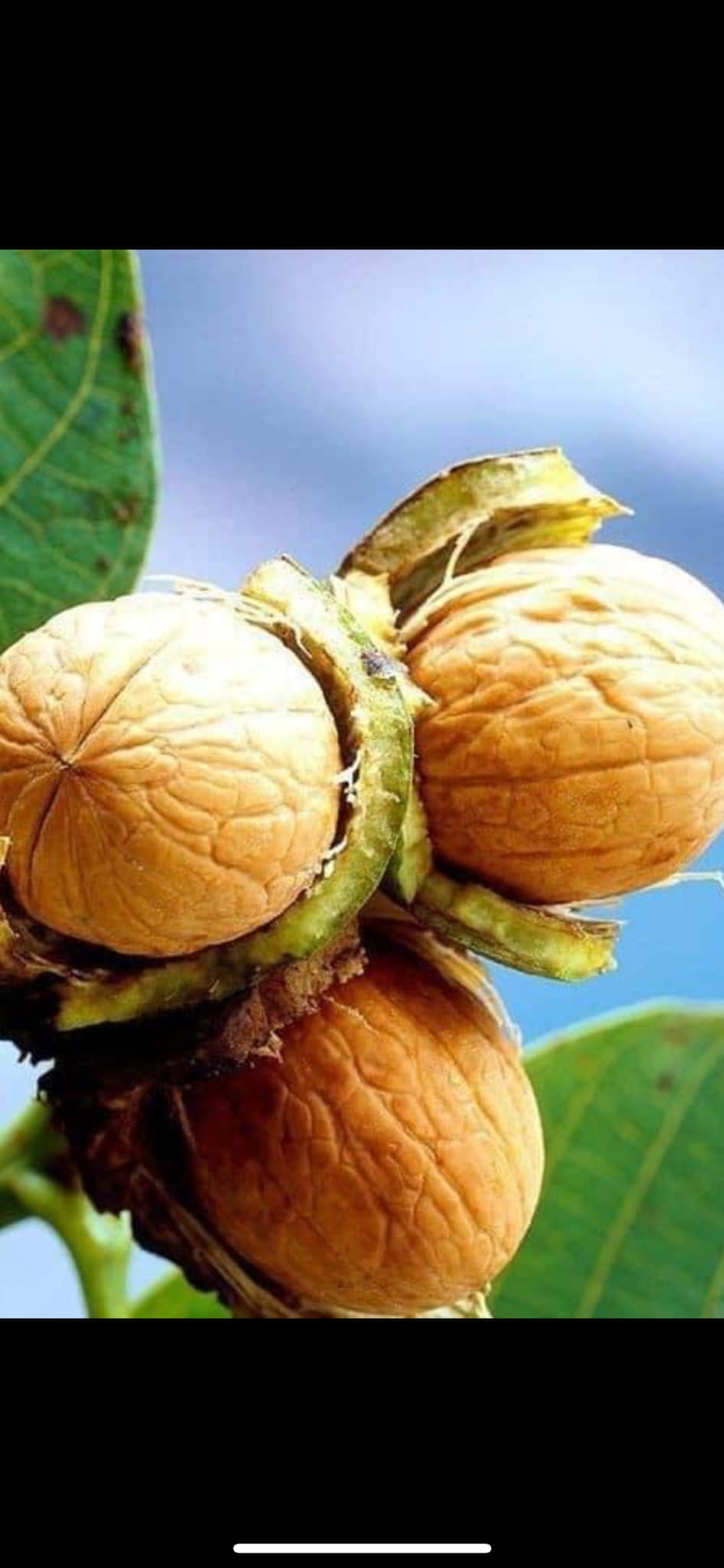 კაკლის ნერგი