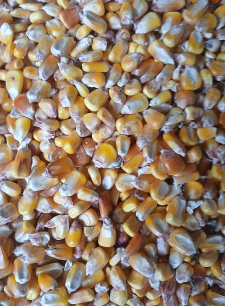 სიმინდი