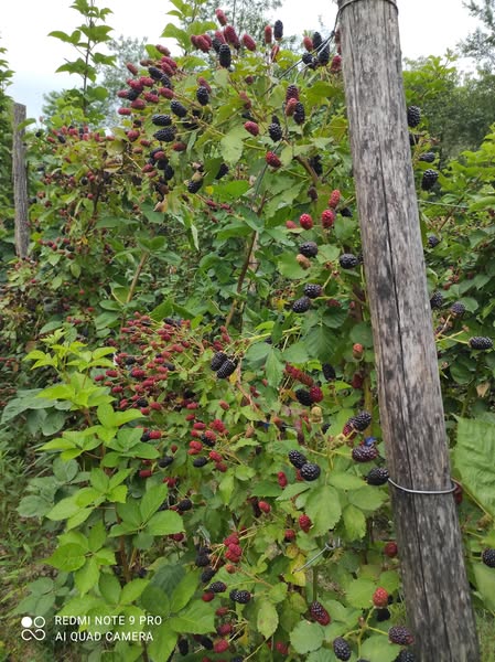 უეკლო მაყვალის ნერგები