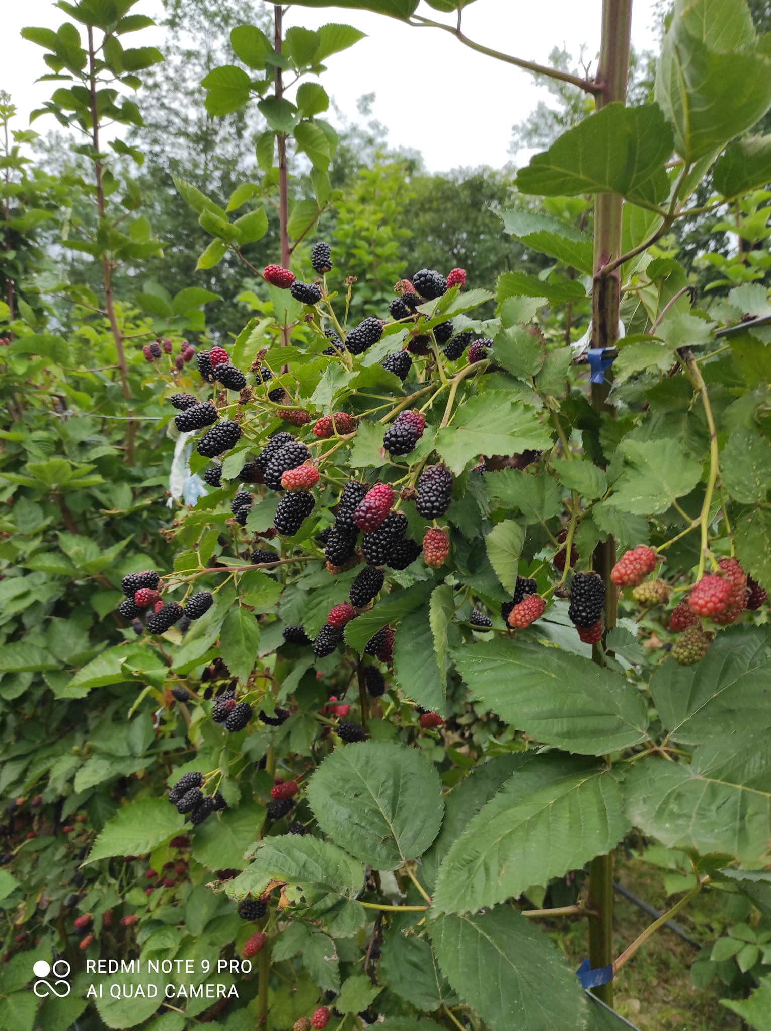 უეკლო მაყვალის ნერგები