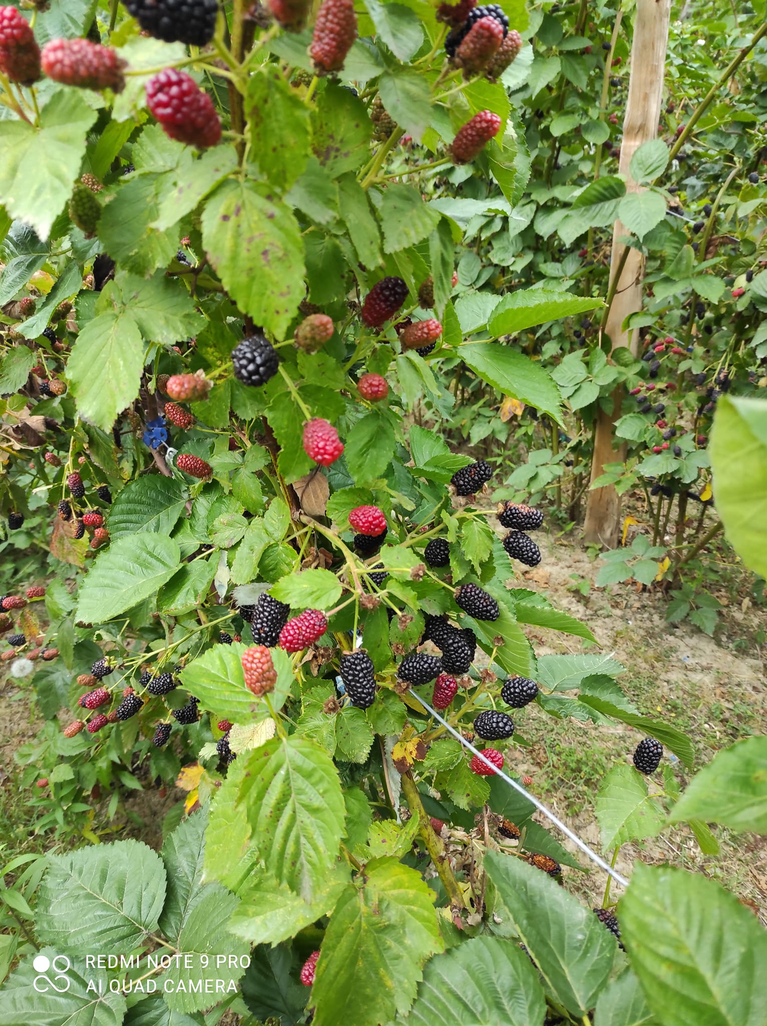 უეკლო მაყვალის ნერგები