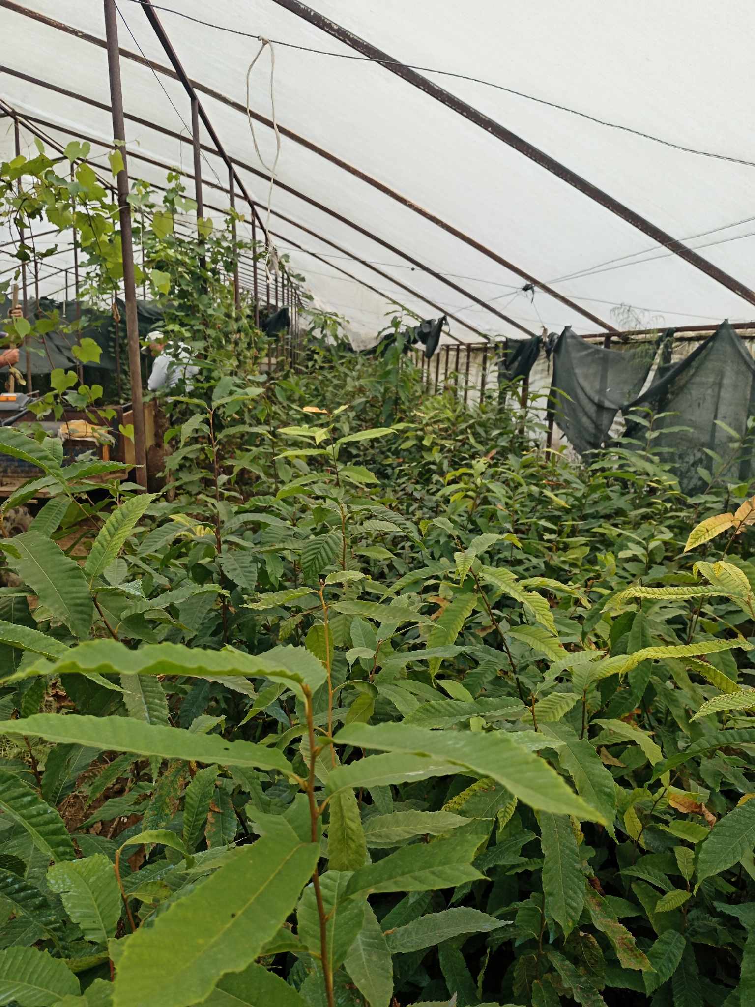 წაბლის ნერგები