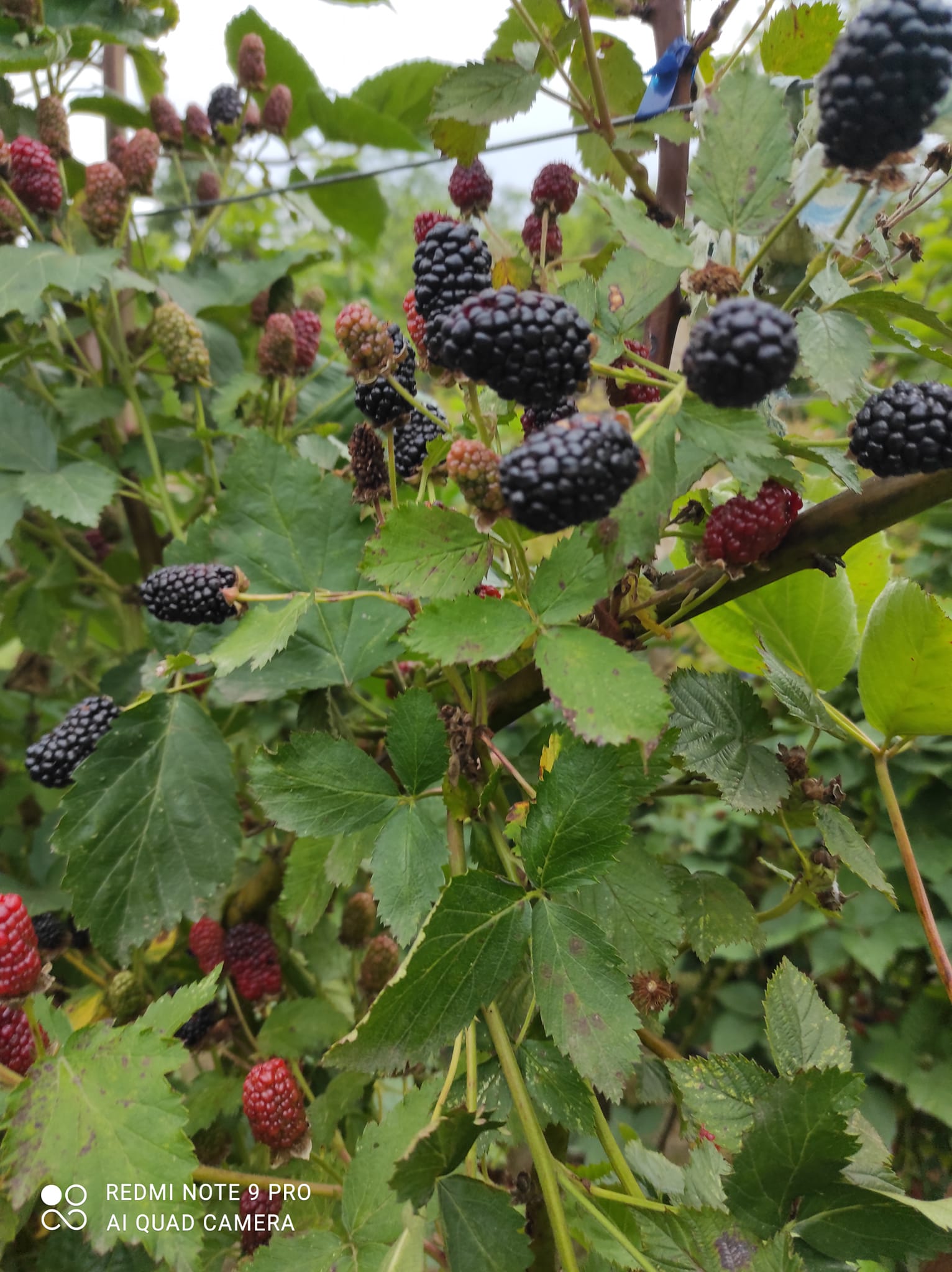 უეკლო მაყვალის ნერგები