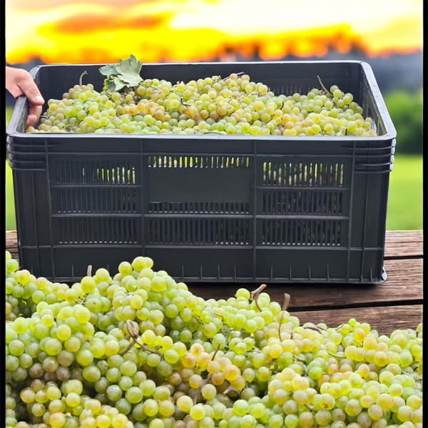 პლასმასის ყუთები