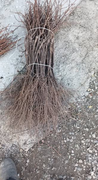 ვაზის ნერგები