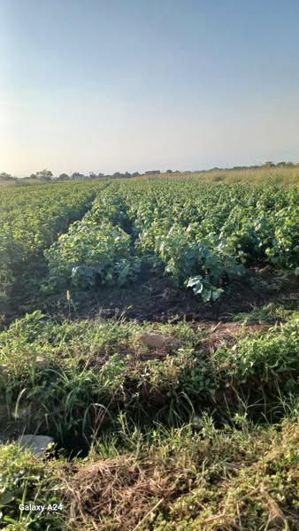 ვაზის ნერგები