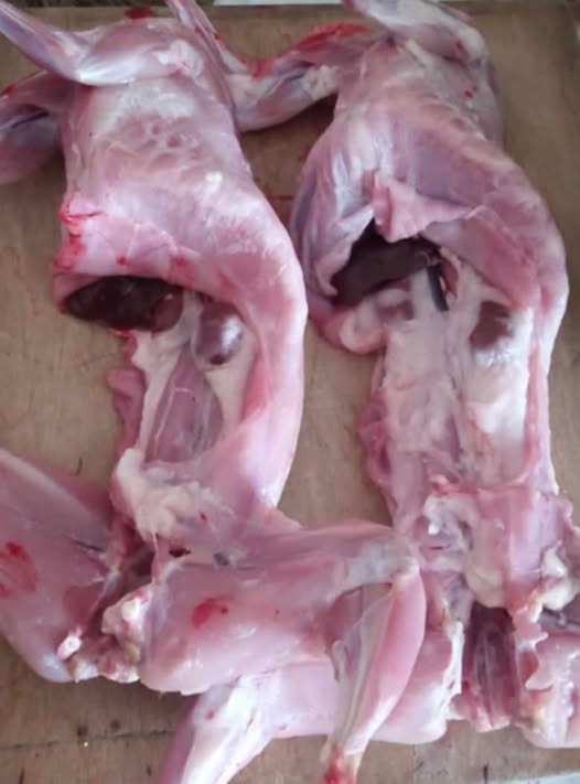 ჯურდღელი