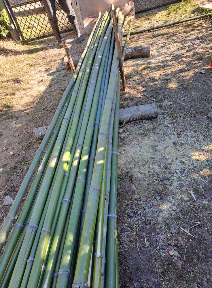 ბამბუკი