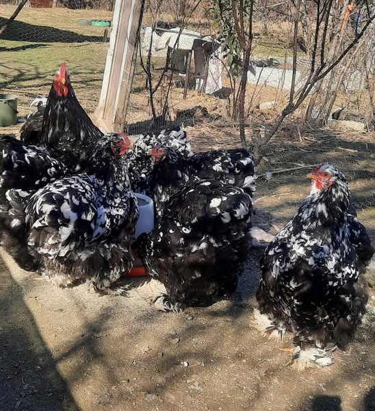 ქათამი, კოჩინის წიწილები