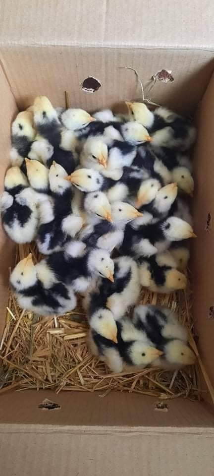 ქათამი, კოჩინის წიწილები