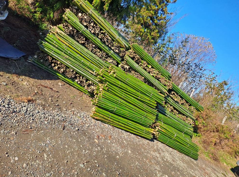 ბამბუკი