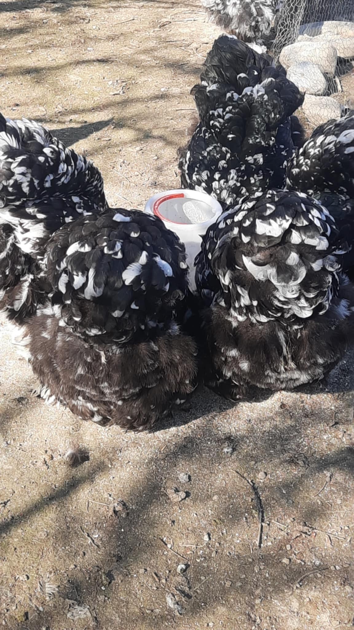 ქათამი, კოჩინის წიწილები