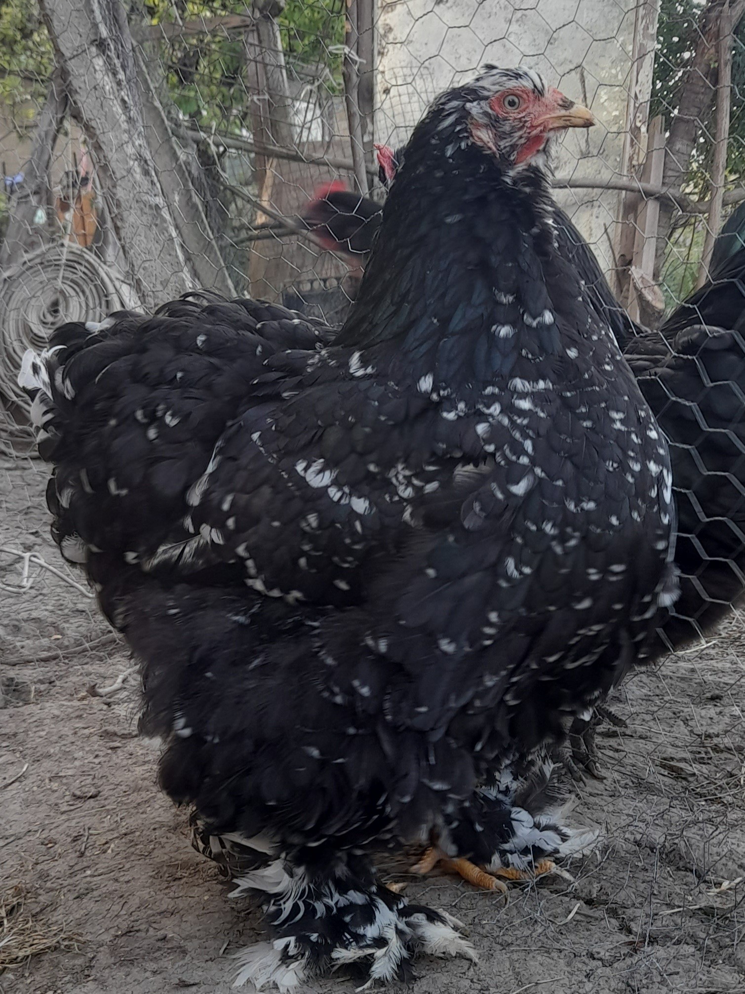 ქათამი, კოჩინის წიწილები