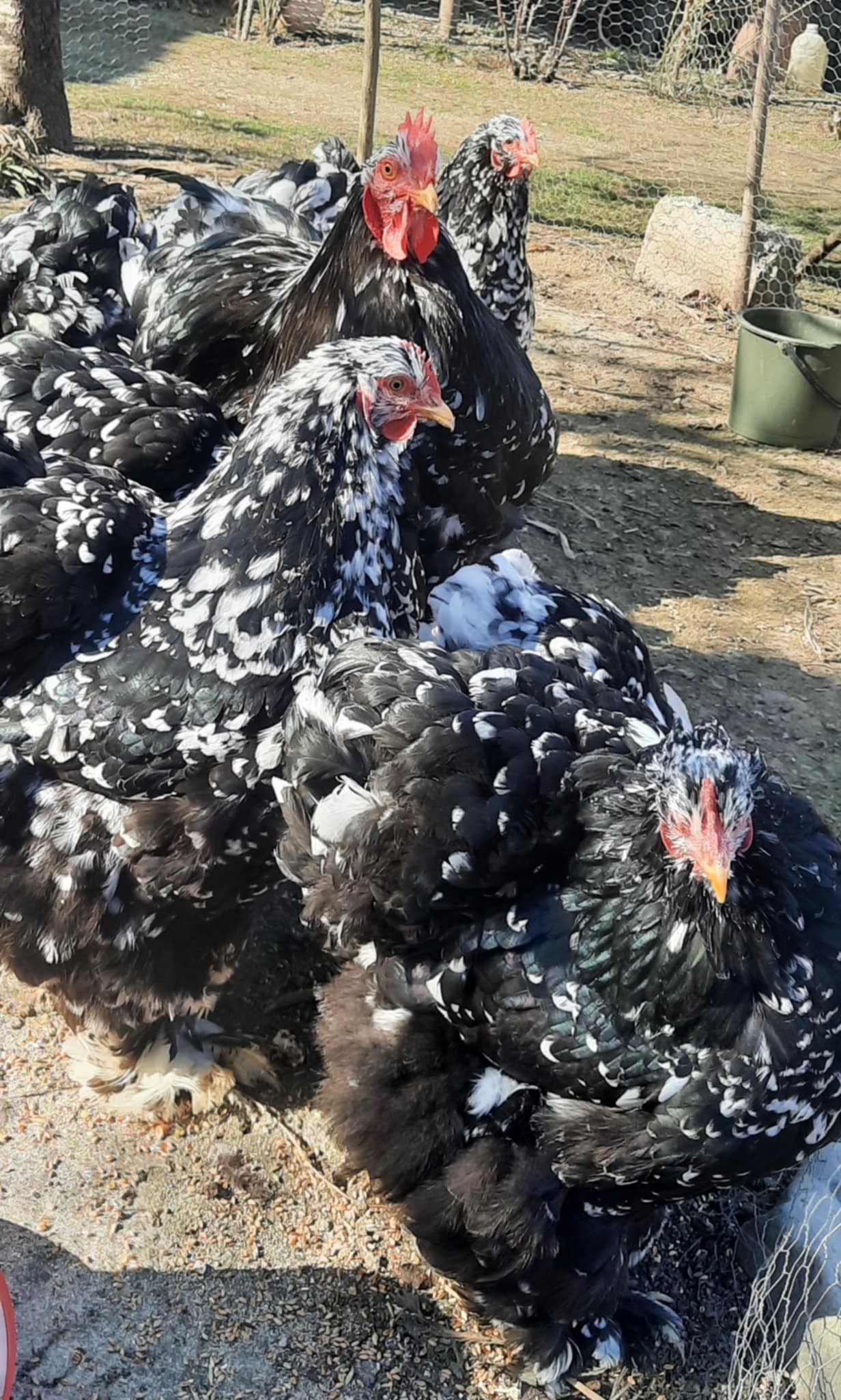 ქათამი, კოჩინის წიწილები