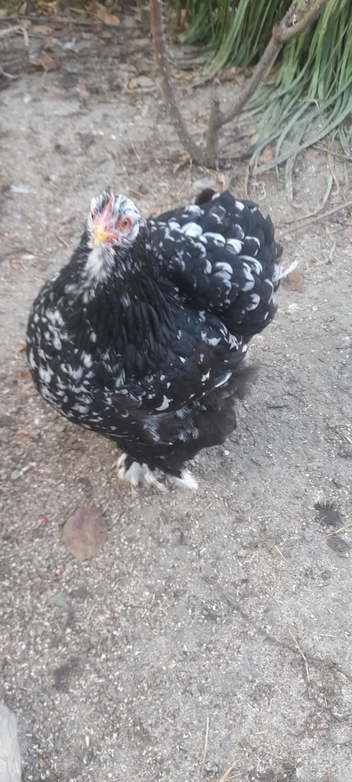 ქათამი, კოჩინის წიწილები