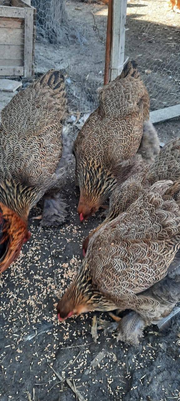 გოლდი ბრამის წიწილები