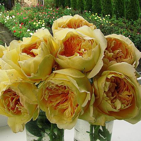 ვარდის ნერგები