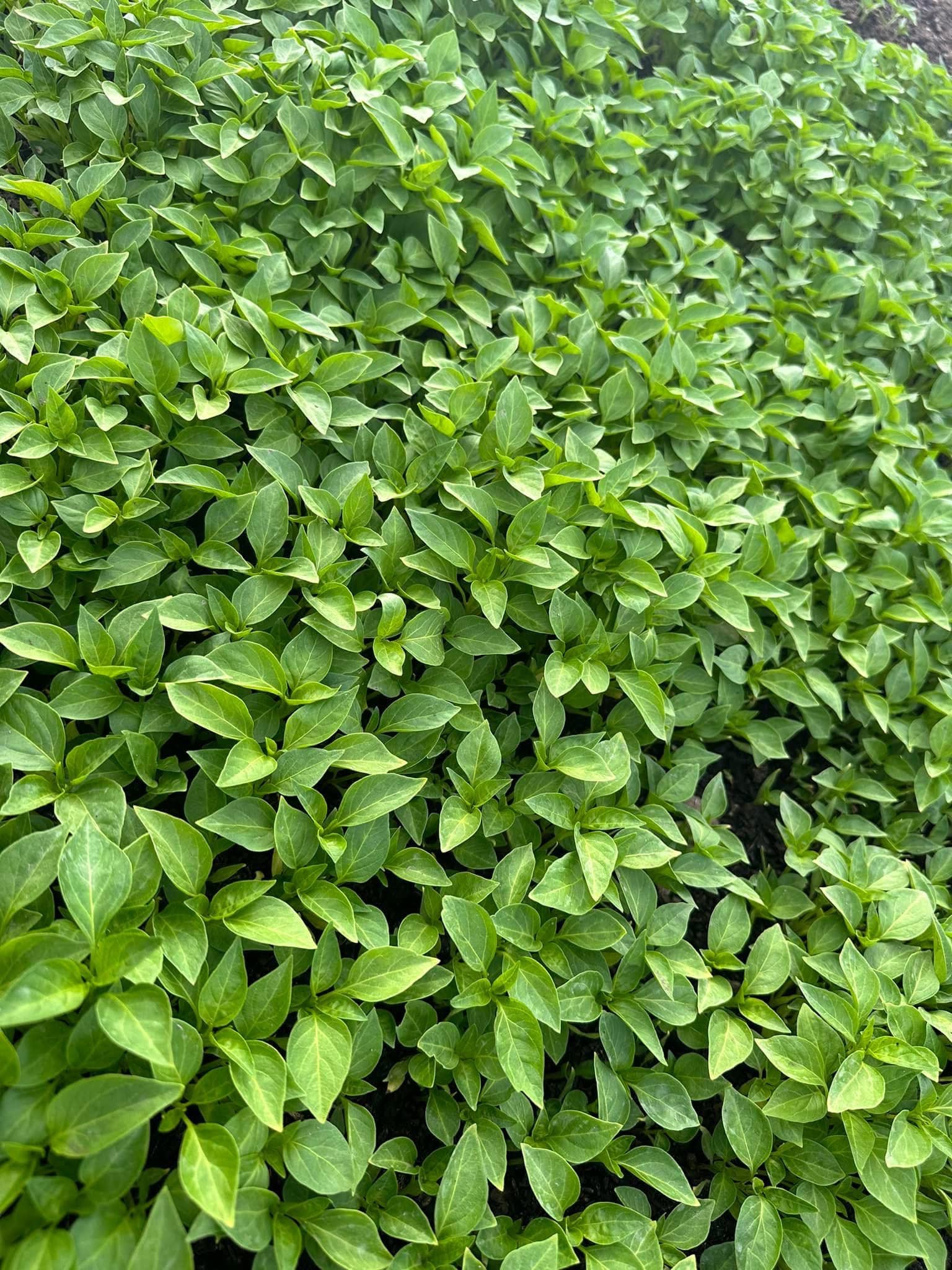 იყიდება ჩითილები