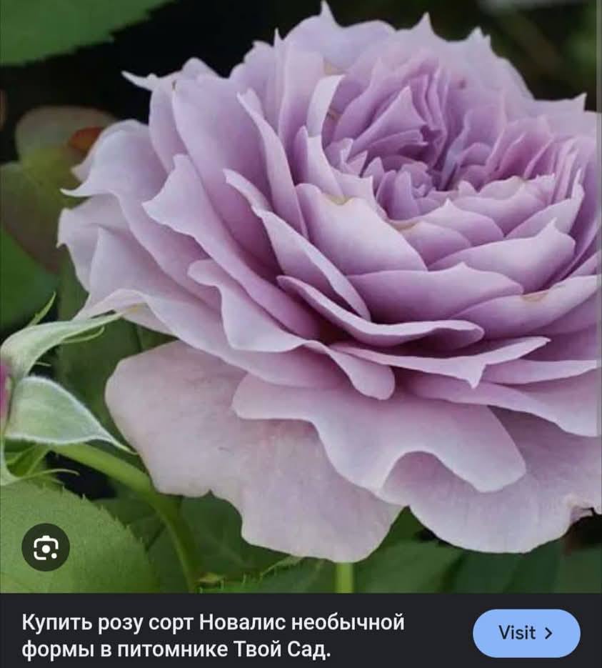 ვარდის ნერგები