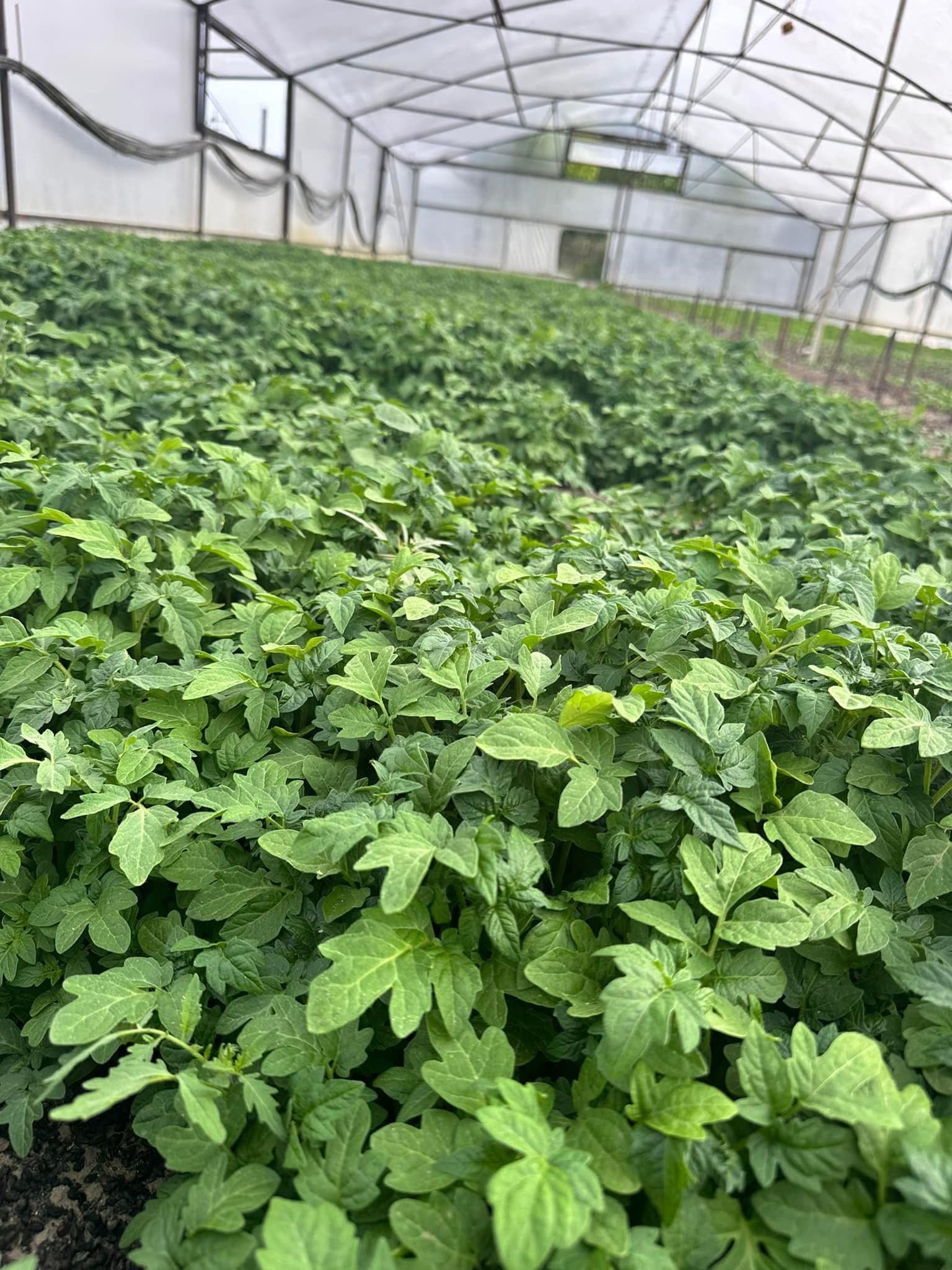 იყიდება ჩითილები