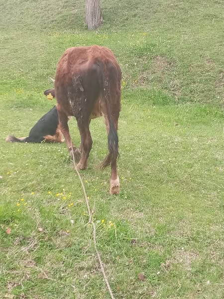 დეკეული