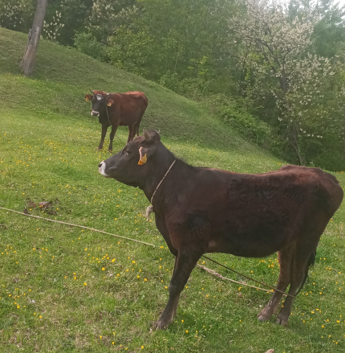 დეკეული