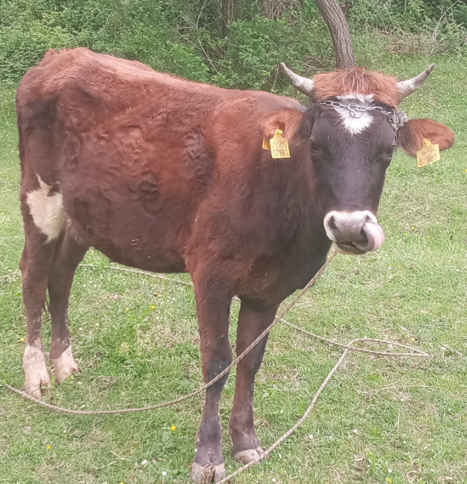 დეკეული