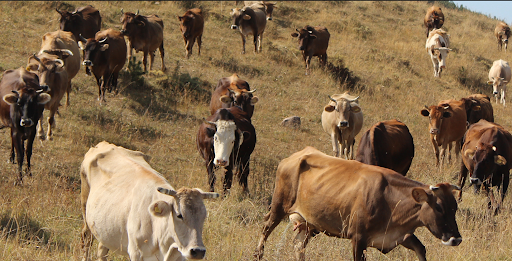 მოუვლი ძროხებს ან ცხვრებს