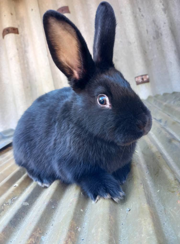 კურდღელი, ბოცვერი