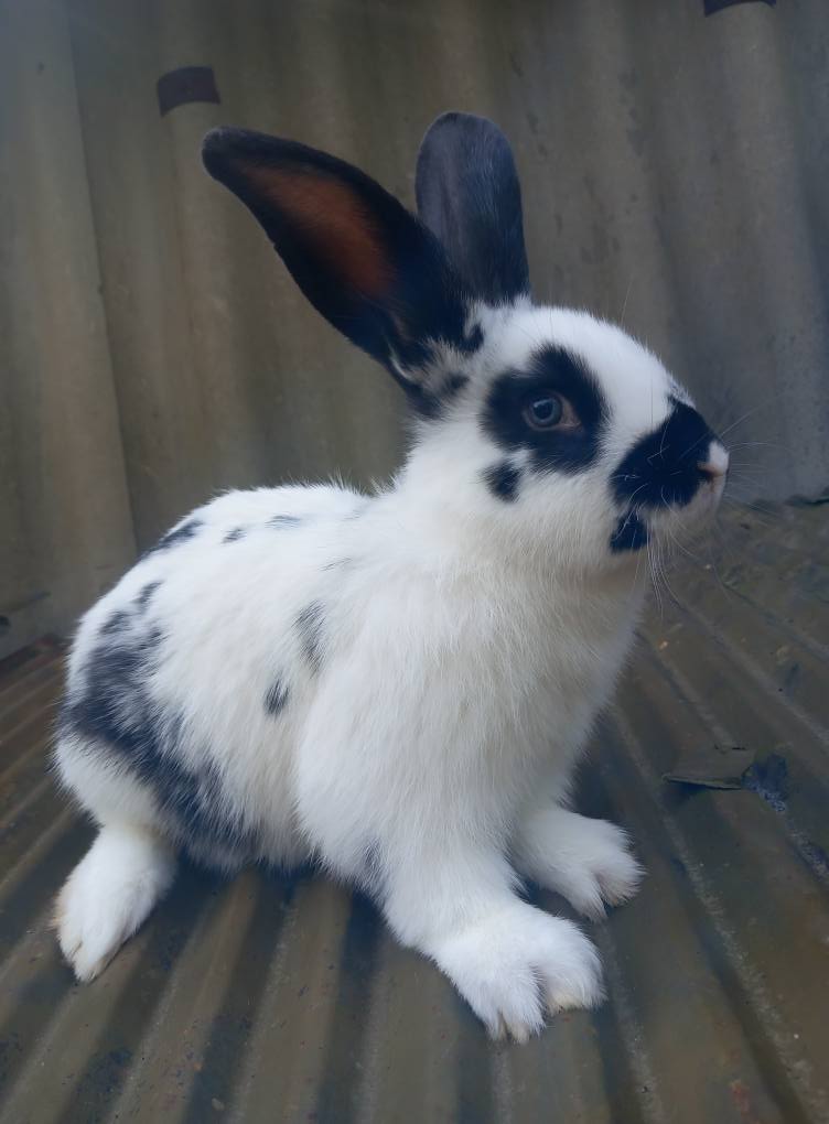 კურდღელი, ბოცვერი