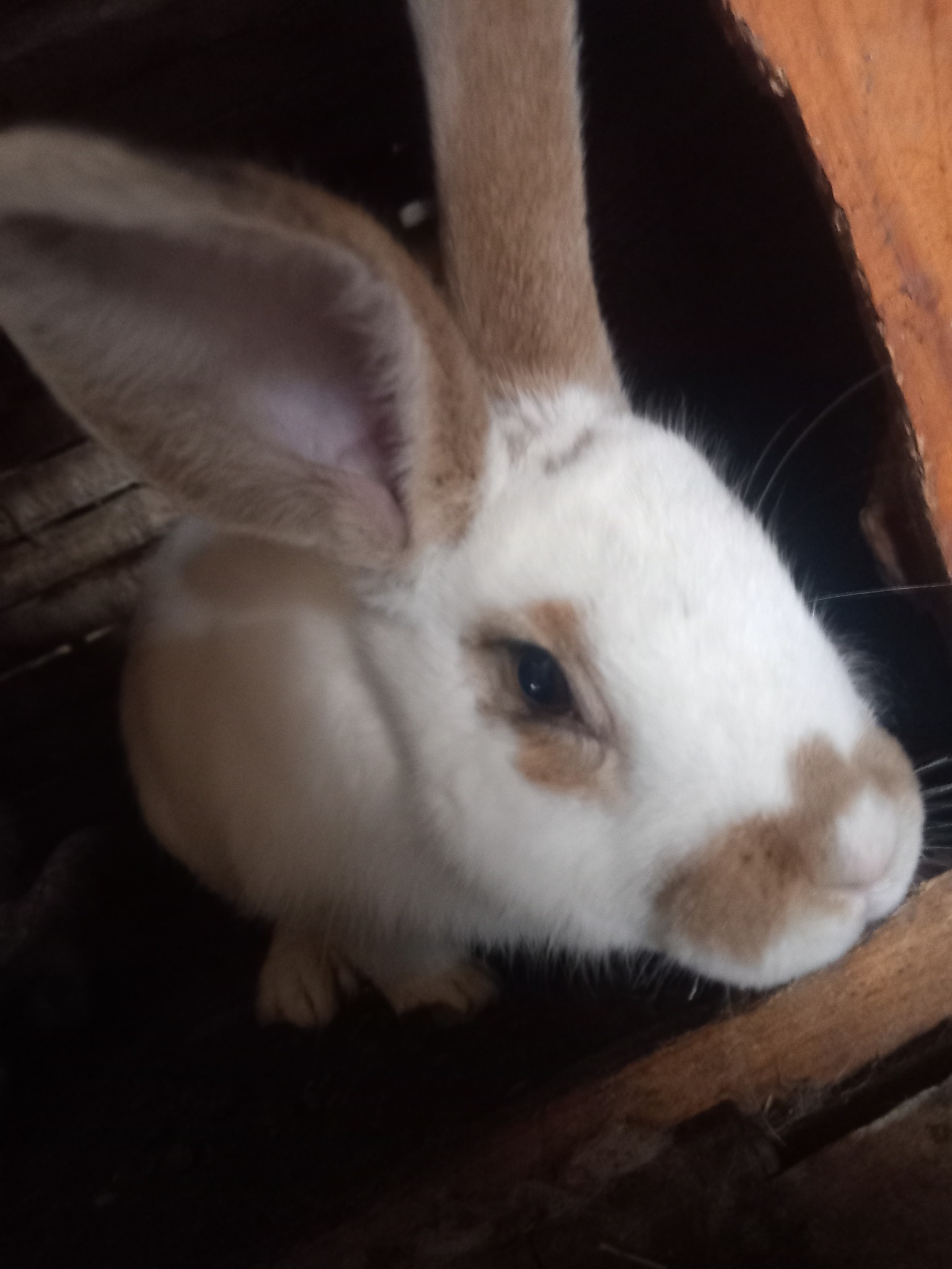 კურდღელი, ბოცვერი