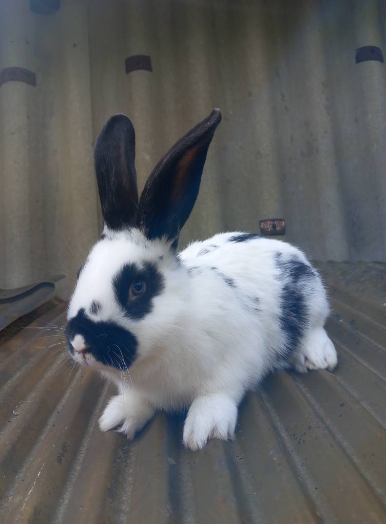 კურდღელი, ბოცვერი