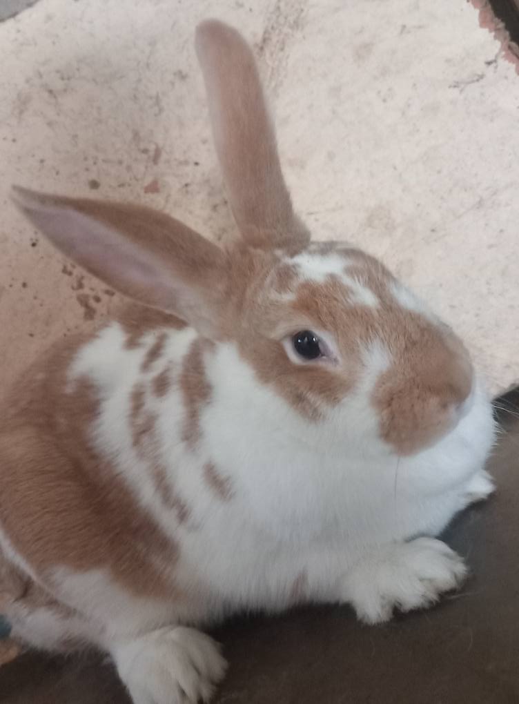 კურდღელი, ბოცვერი