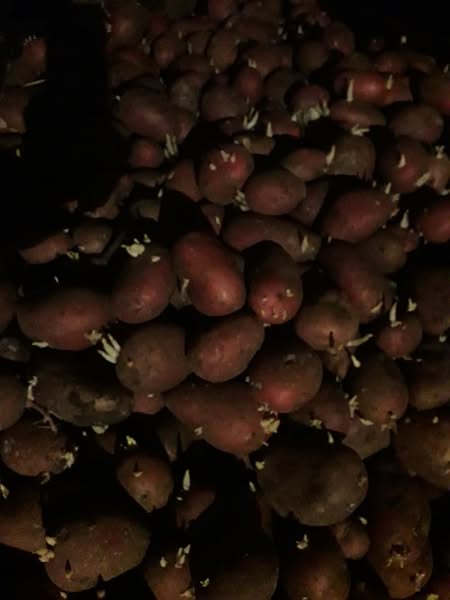 კარტოფილი