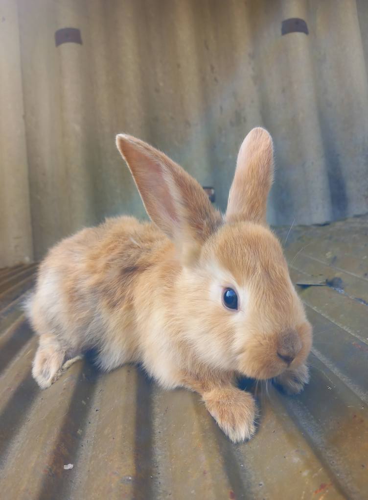 კურდღელი, ბოცვერი