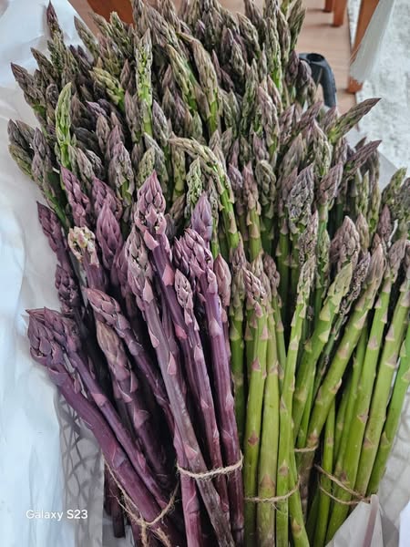 სატაცური