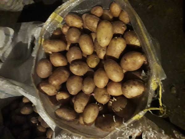 კარტოფილი