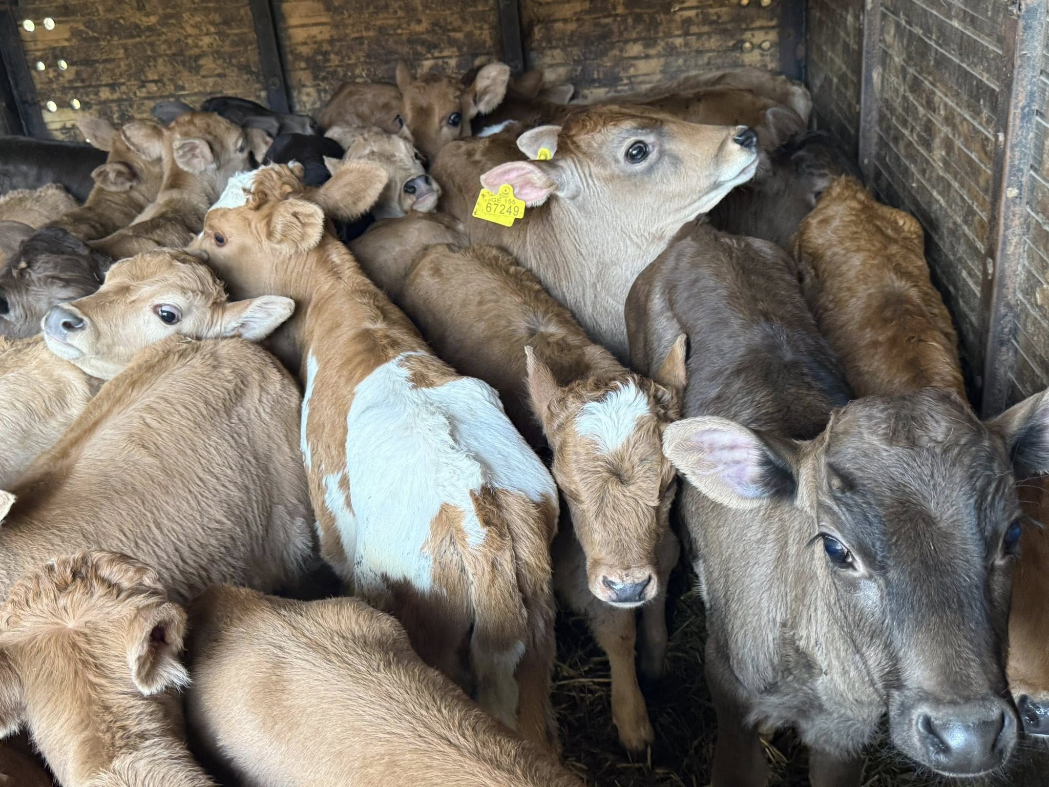 მამალი ხბოები