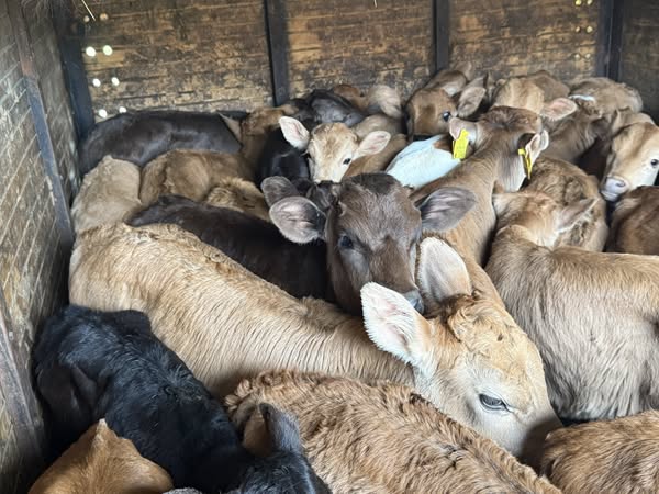 მამალი ხბოები