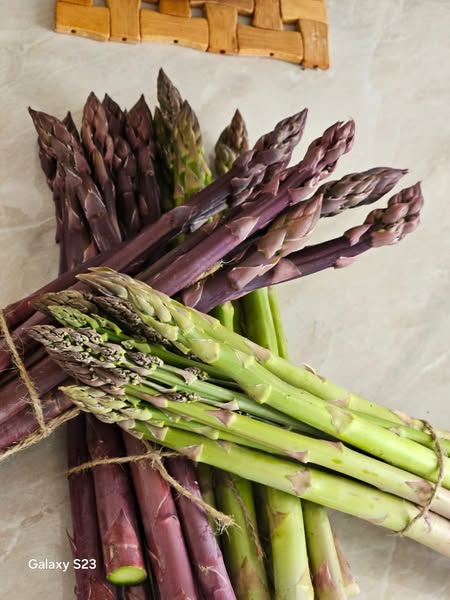 სატაცური