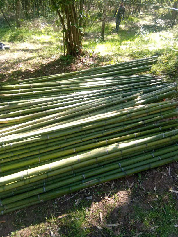 იყიდება ბანბუკები