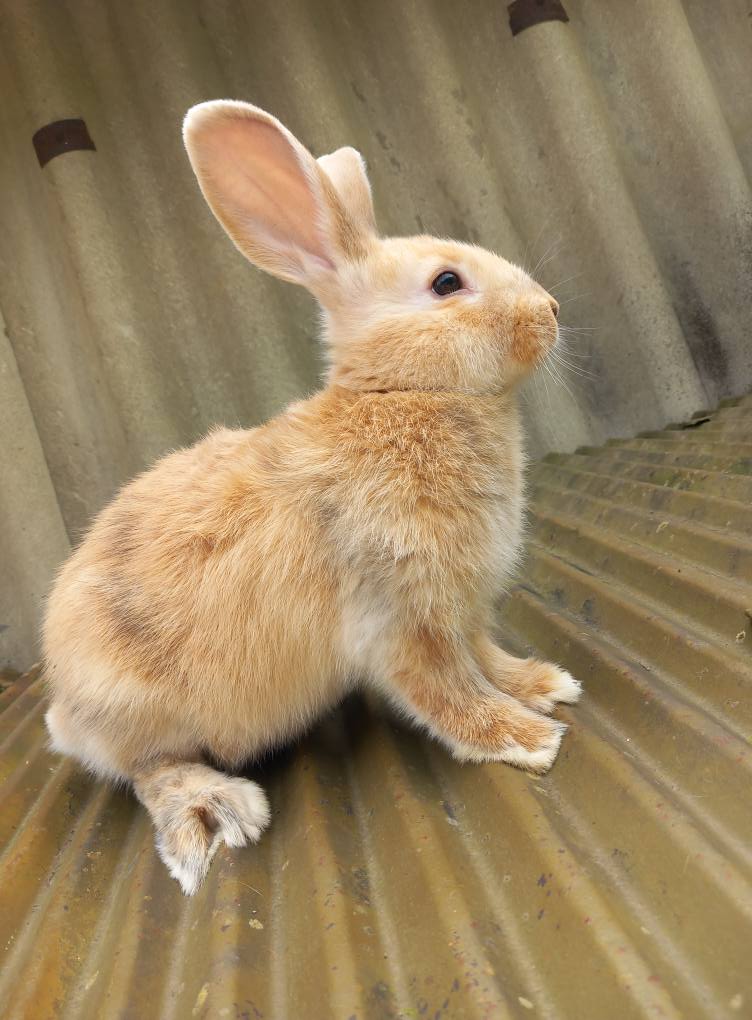 ბოცვრები