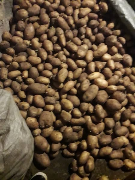 კარტოფილი