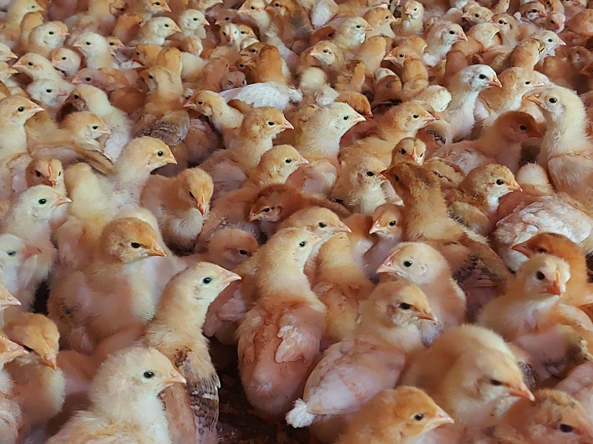 ეკვერცხულ მეხორცული ჯიშის წიწილები