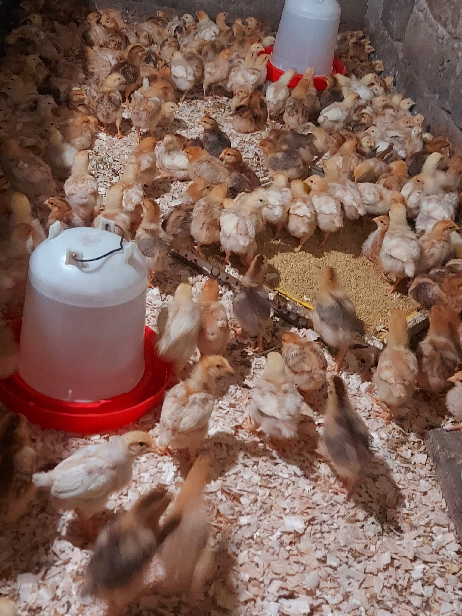 ეკვერცხულ მეხორცული ჯიშის წიწილები