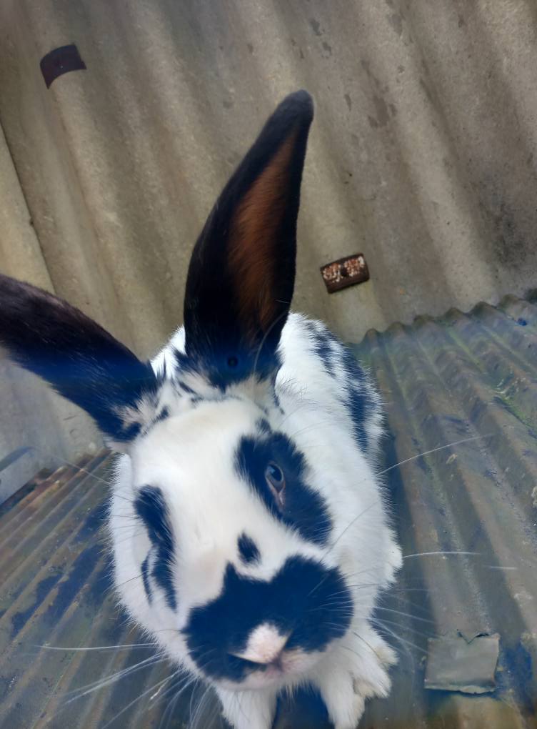 ბოცვრები