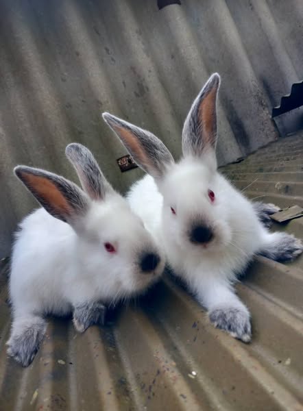 ბოცვრები