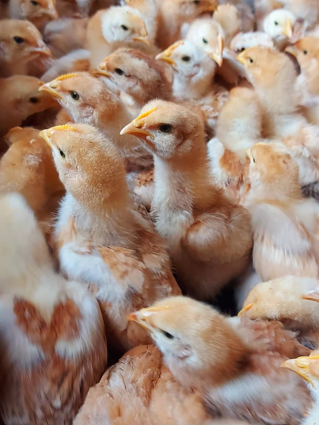 ეკვერცხულ მეხორცული ჯიშის წიწილები