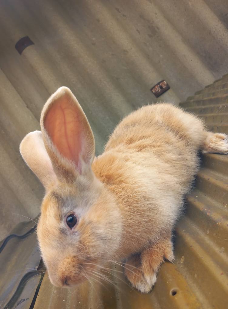 ბოცვრები