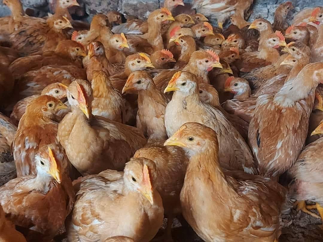 ეკვერცხულ მეხორცული ჯიშის წიწილები